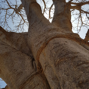 Tree Gift 'Baobab' - Paperback