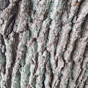 Tree Gift 'Oak' - Paperback