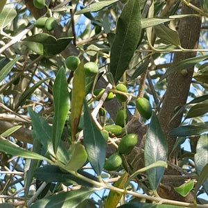 Tree Gift 'Olive' - Paperback
